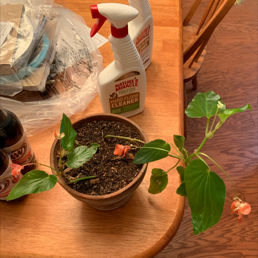 Angel Wing Begonia in a pot on a wooden table with cleaning supplies in the background.
