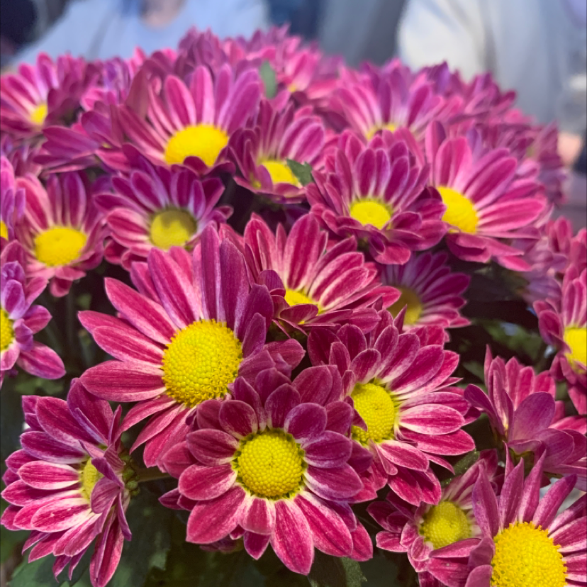 Cluster of vibrant Giant Crego Aster flowers with bright pink petals and yellow centers.