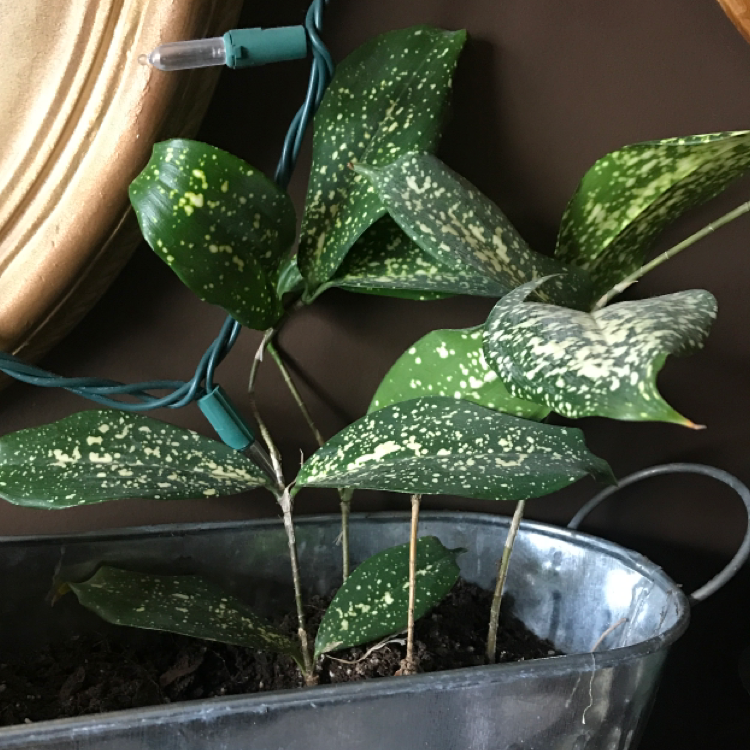 Gold Dust Dracaena plant photo by @stargirl named Barley on Greg, the plant care app.