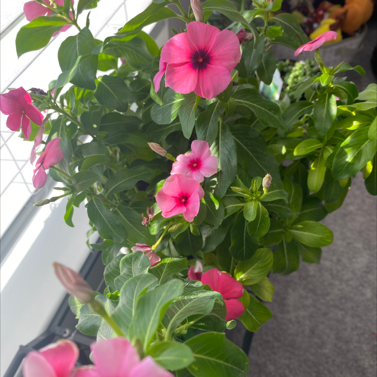 Bright Eyes plant with vibrant pink flowers and lush green leaves.
