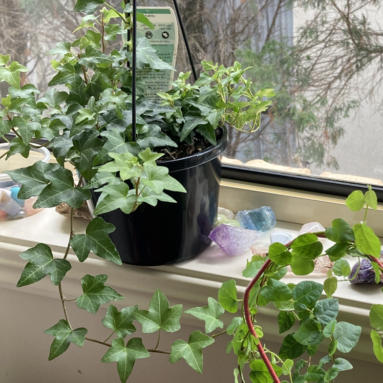 English Ivy plant photo by @solaenge named Maria on Greg, the plant care app.