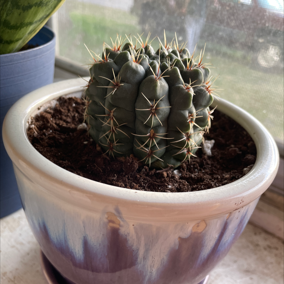 Potted Chihuahuan Beehive cactus near a window in a ceramic pot.
