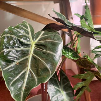 Alocasia Pink Dragon plant in Somewhere on Earth