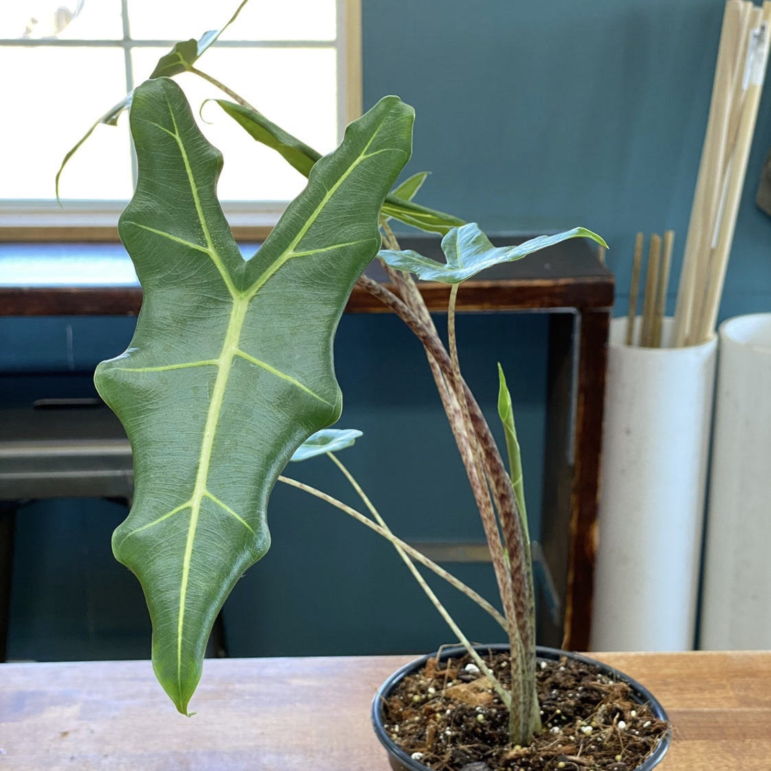 Alocasia 'Sarian' plant in a pot with green leaves and prominent veins.