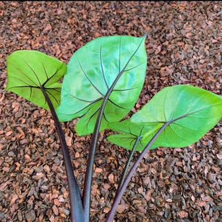 Alocasia nebula 'Imperialis' plant in Somewhere on Earth