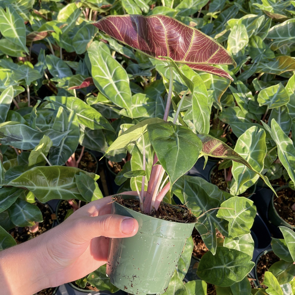 A healthy Alocasia Pink Dragon plant in a pot, held by a hand, with similar plants in the background.