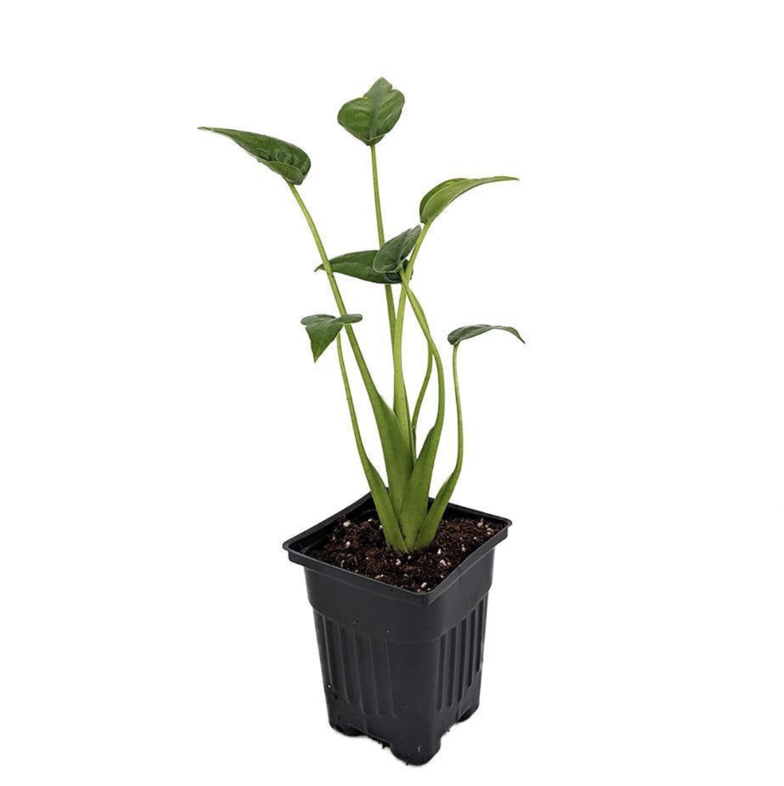 Potted Tiny Dancer plant with green leaves in a black plastic pot.