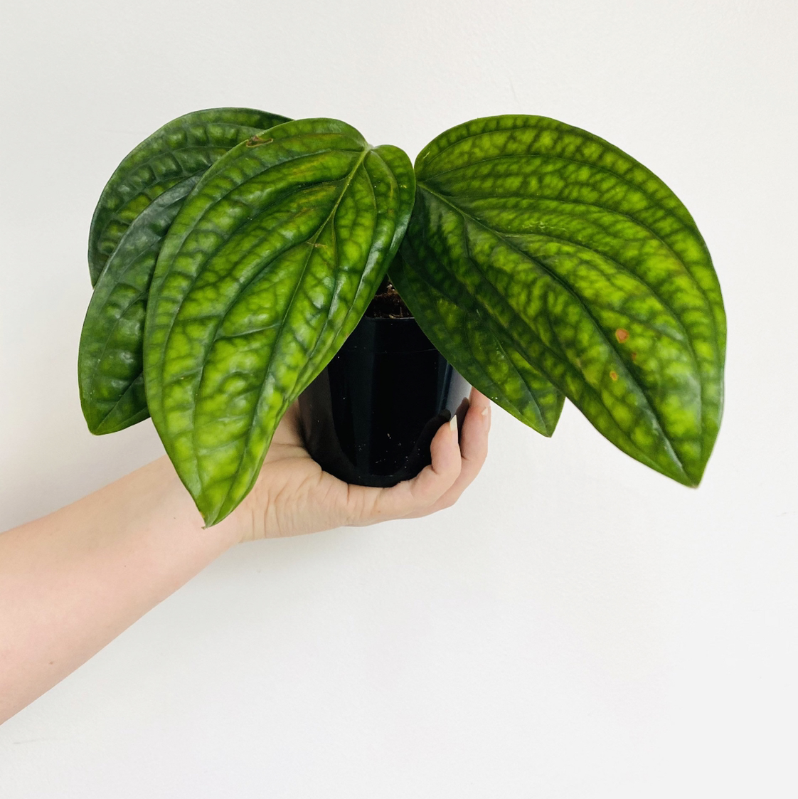 Monstera pinnatipartita plant with large green leaves held by a hand.