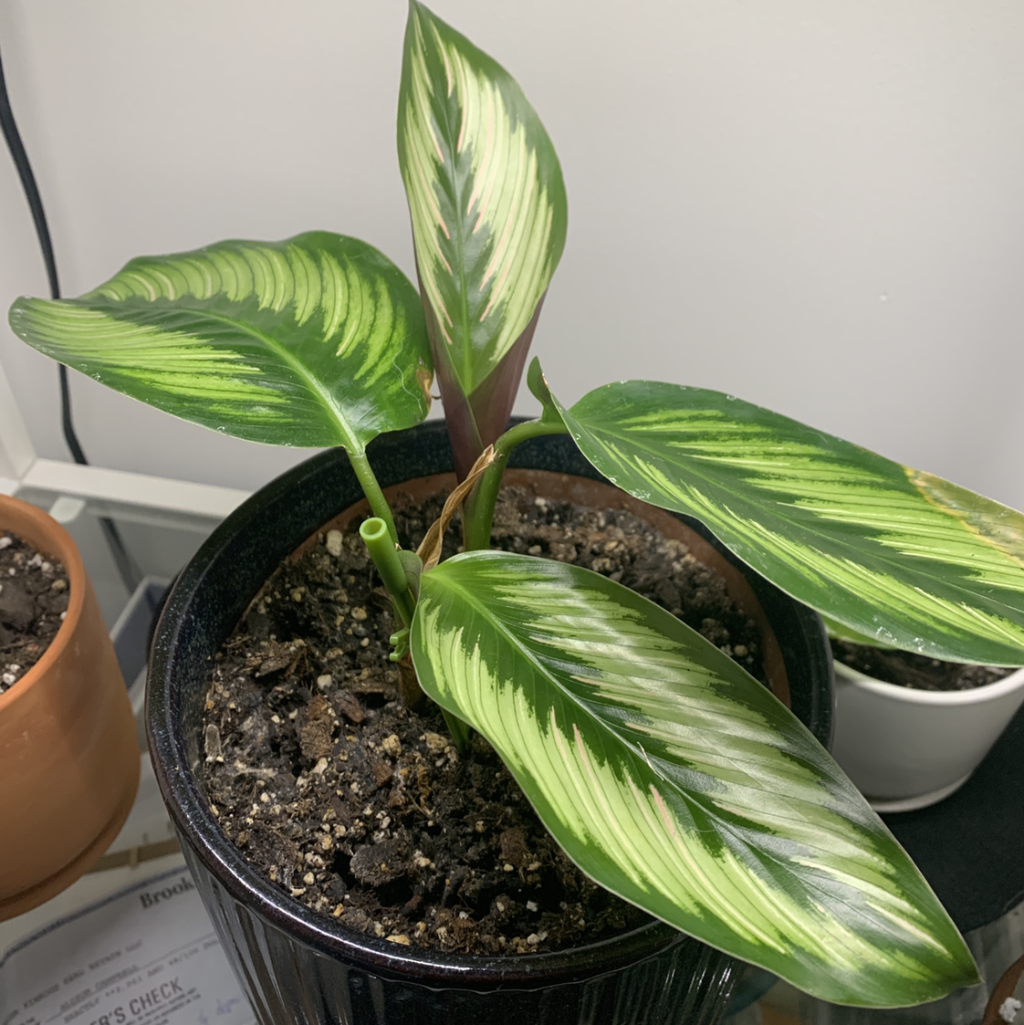 Calathea 'Beauty Star' plant photo by @Alicampbell named Naomi on Greg, the plant care app.