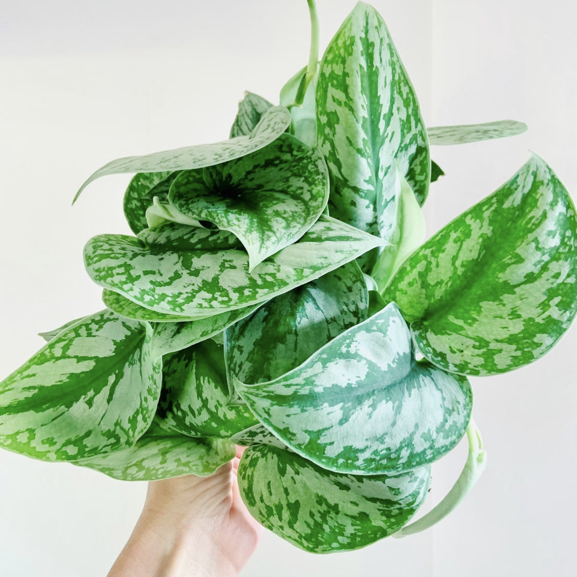 Photo of the plant species Satin Pothos by @Alicampbell named Exotica on Greg, the plant care app
