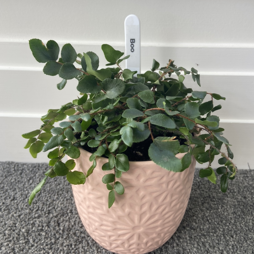Pellaea rotundifolia plant in a decorative pot, appears healthy with green leaves.