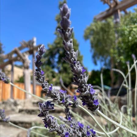 Photo of the plant species Goodwin Creek Lavender by Christine named Big Lav on Greg, the plant care app