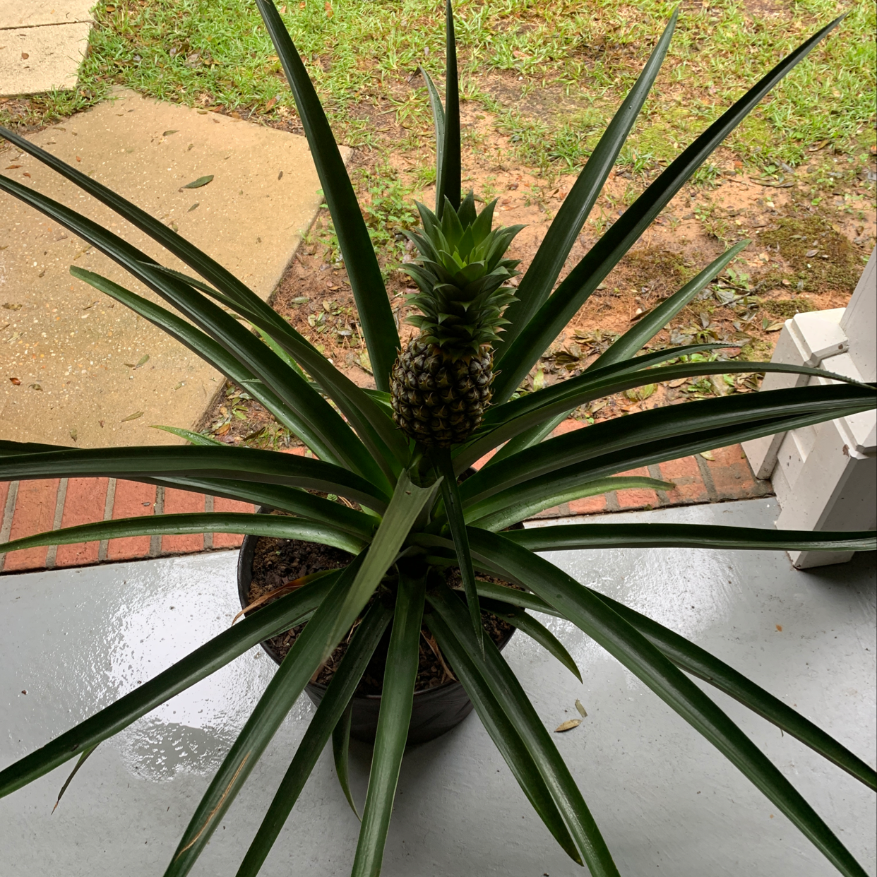 Aerial view of a healthy, mature pineapple plant with long spiky green leaves growing in reddish clay soil.