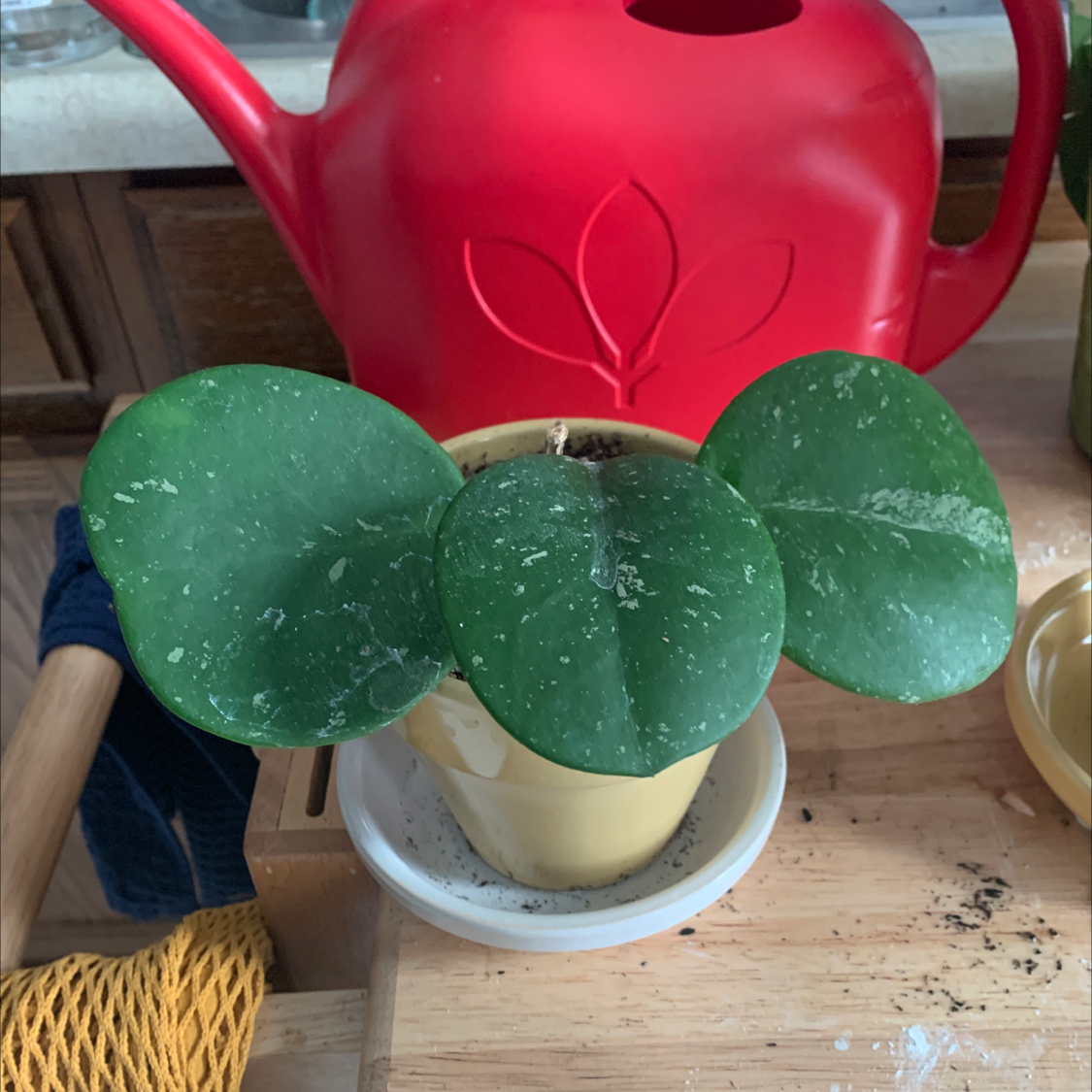 Hoya obovata plant with three large, round leaves in a yellow pot.