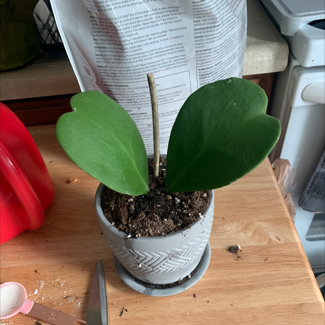 Sweetheart Hoya plant with two heart-shaped leaves in a pot on a wooden surface.