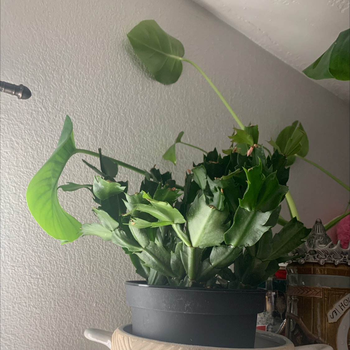 Potted false Christmas Cactus indoors on a shelf, with healthy green leaves.