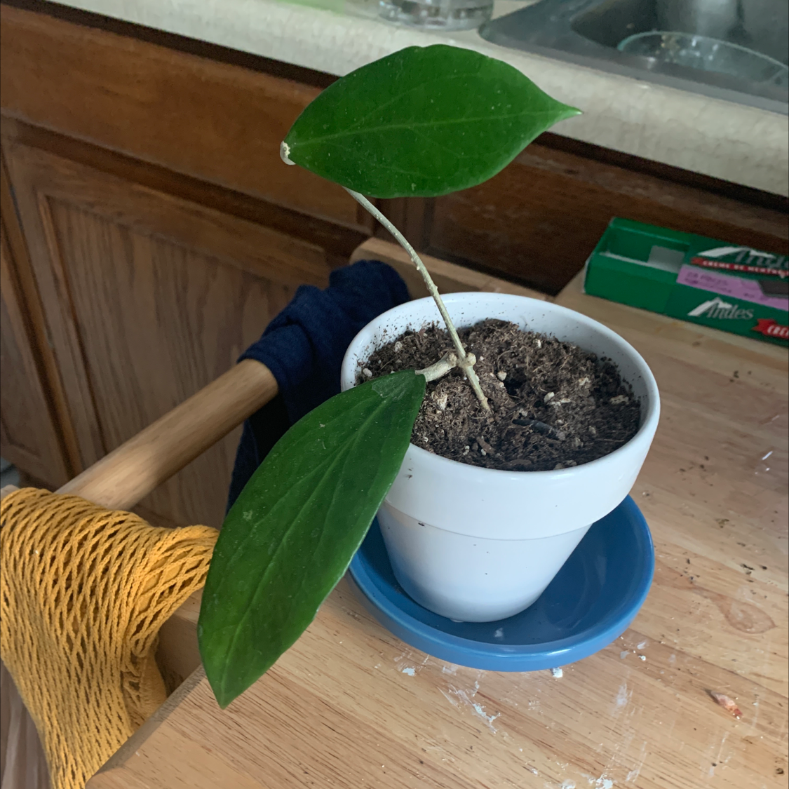 Hoya Pubicalyx plant in a white pot on a blue saucer with two large green leaves.