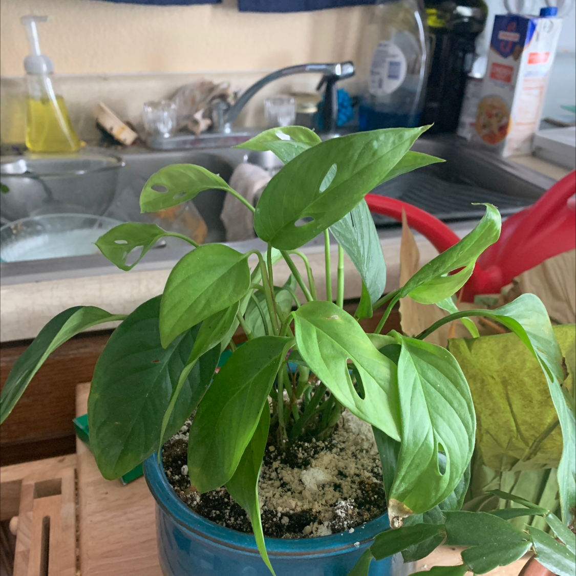 🧀 Why Are the Leaves on My Swiss Cheese Vine Turning Yellow?