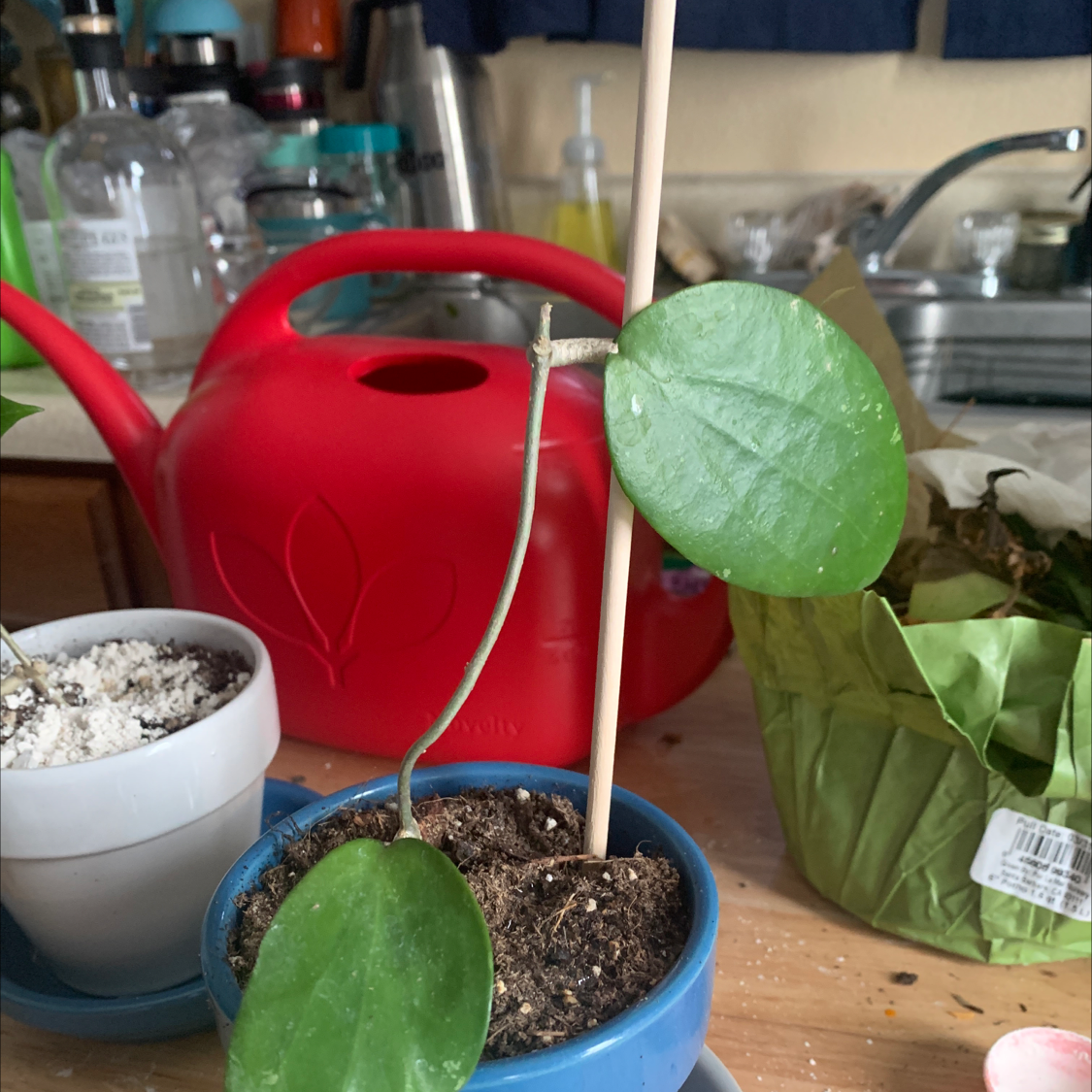 Hoya Pubicalyx plant in a small pot with visible soil, red watering can in background.
