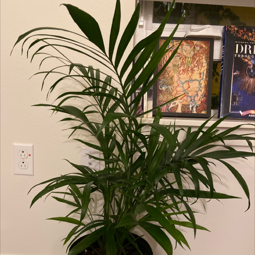 Healthy Cat Palm houseplant with lush green fronds, minor leaf yellowing, in bright living room setting near window and wall art.