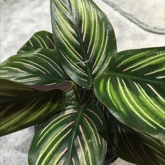 Calathea 'Beauty Star' plant in Deniliquin, New South Wales
