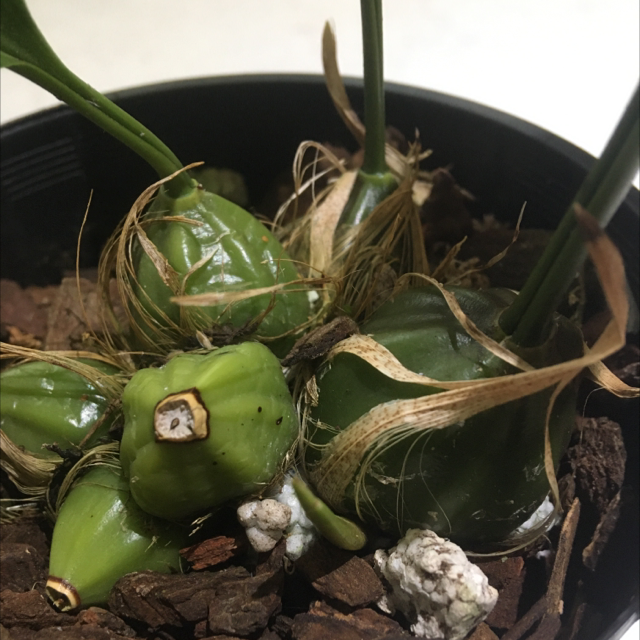 Photo of the plant species Stanhopea tigrina by Elizabeth named Stanhopea on Greg, the plant care app