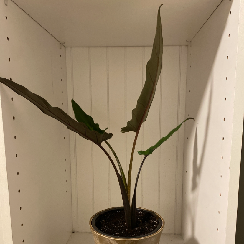 Purple Sword plant with dark purple and green leaves in a pot on a shelf.
