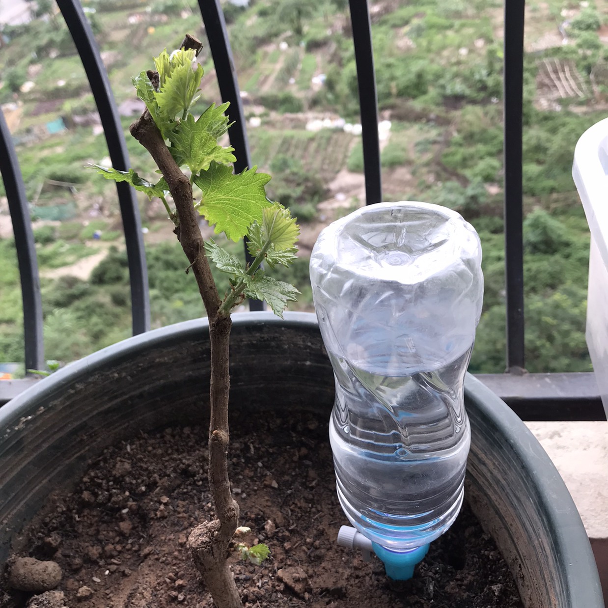 Photo of the plant species Shine Muscat Grape by @KenzoCoi named Nho Mẫu Đơn on Greg, the plant care app