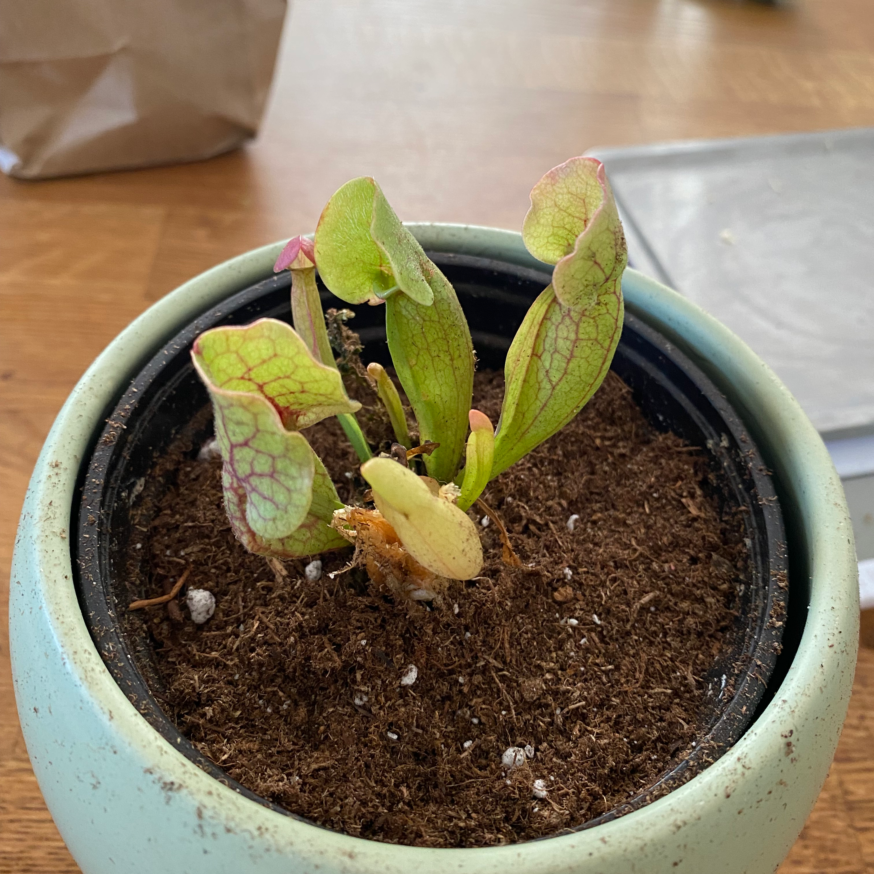 Purple Pitcher Plant in a pot with some yellowing and browning leaves.