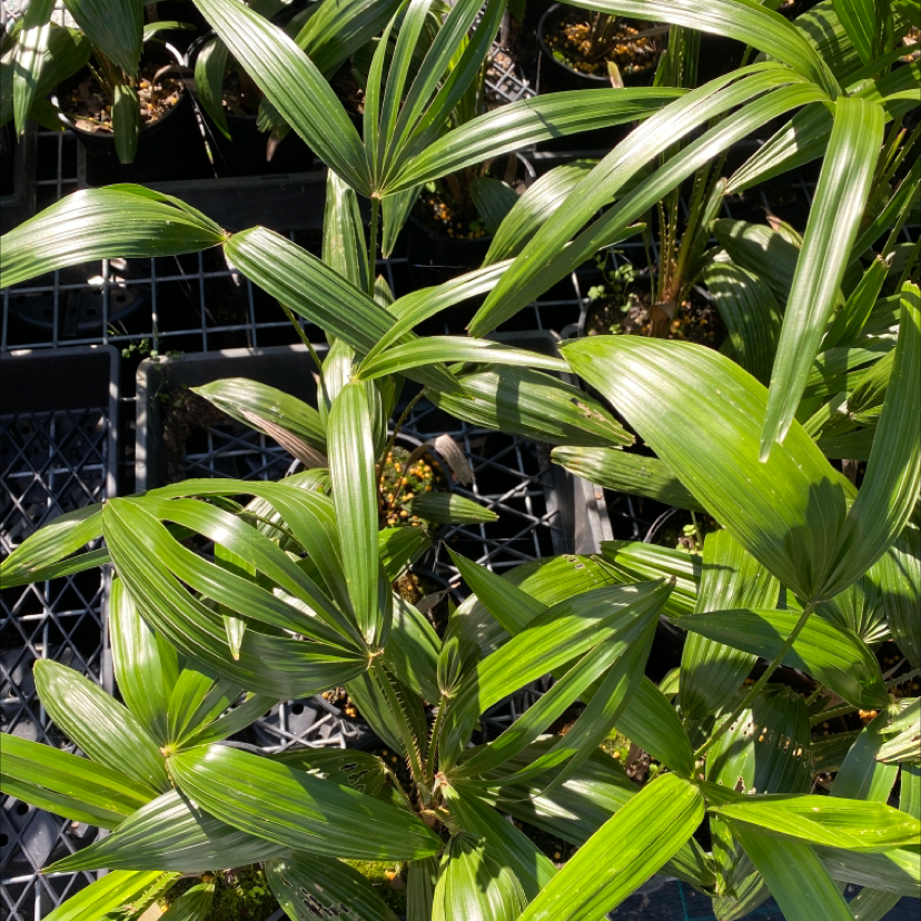 Close-up of a healthy, lush Rhapis palm plant with numerous long, dark green leaves arranged in a dense pattern.