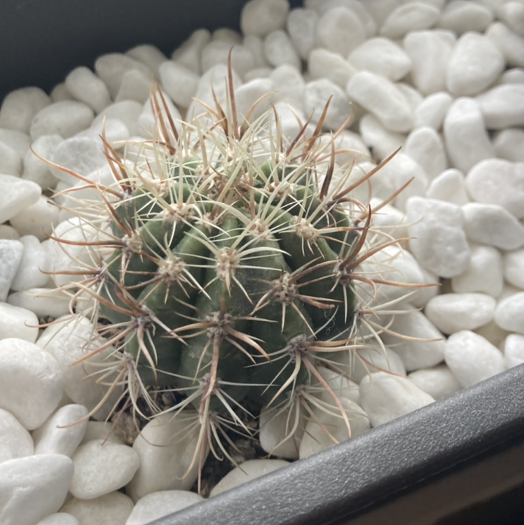 Photo of the plant species Scheer's Fishhook Cactus by Maddison named Mank on Greg, the plant care app