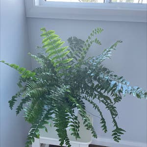 Boston Fern plant photo by Cass named Kobe on Greg, the plant care app.