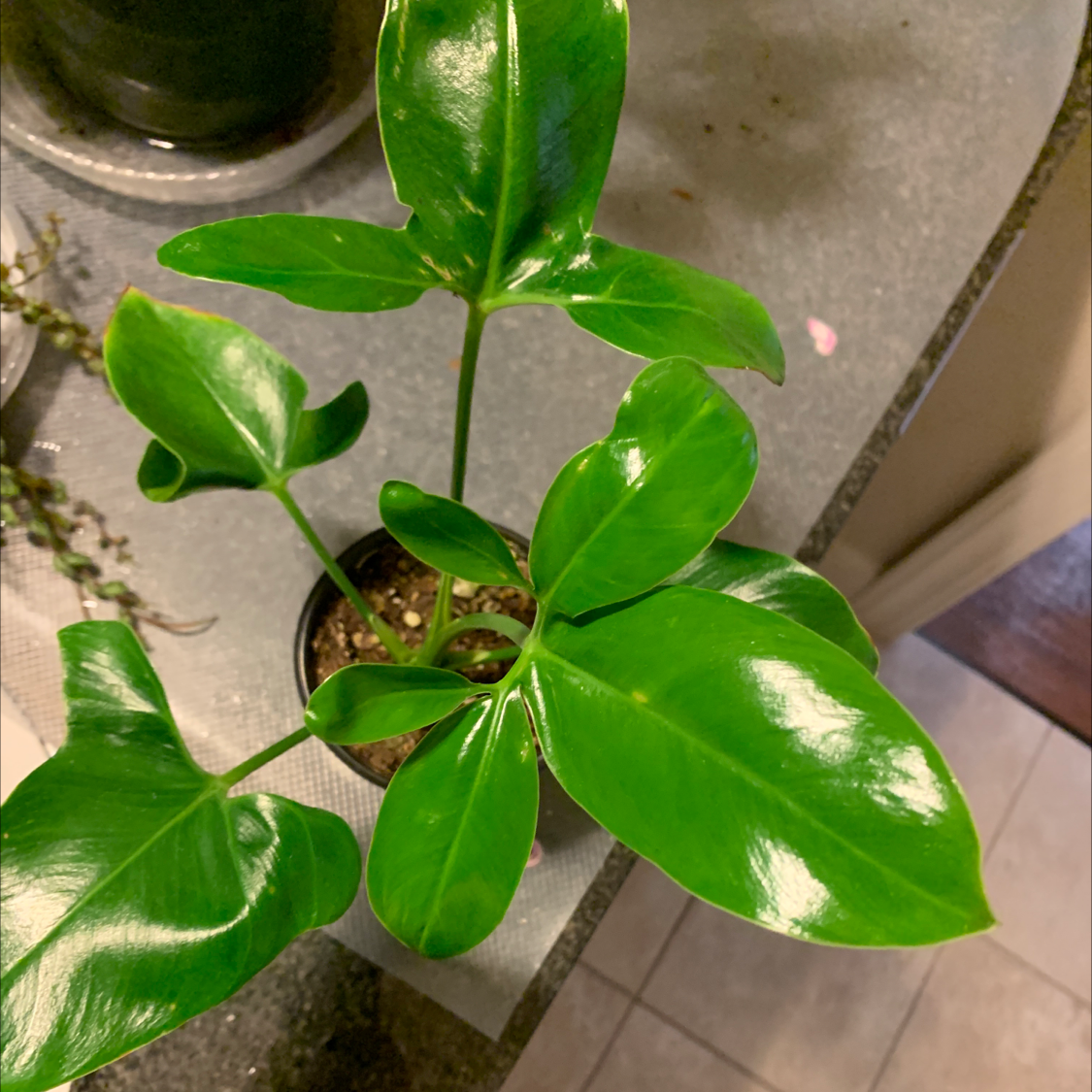 Philodendron Pedatum plant with vibrant green leaves in a pot, soil visible.