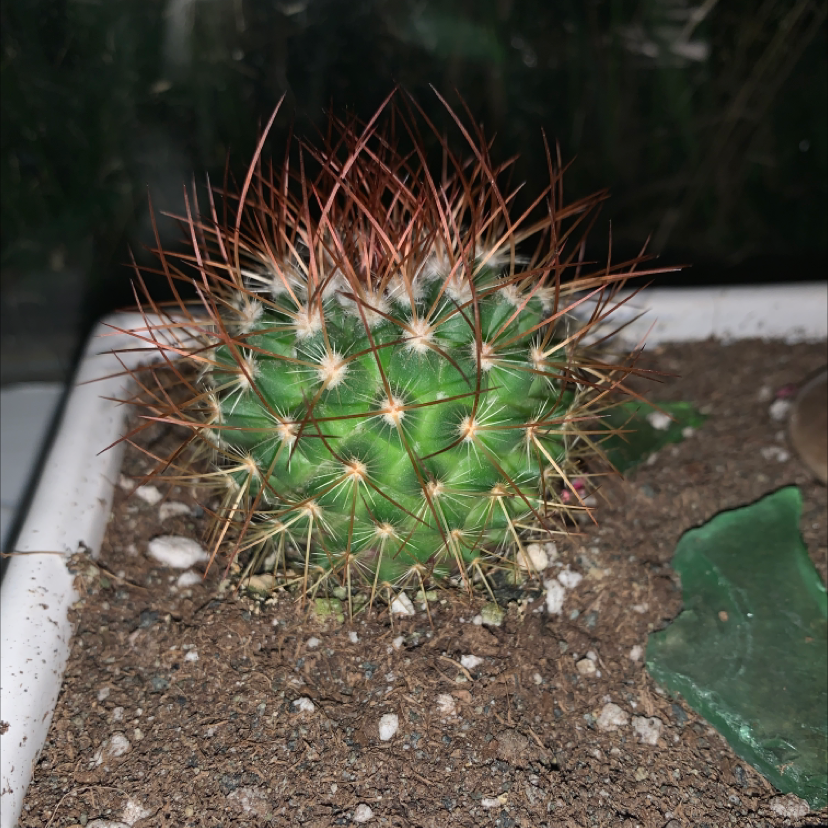 Correll's Hedgehog Cactus with prominent spines in a pot with visible soil.
