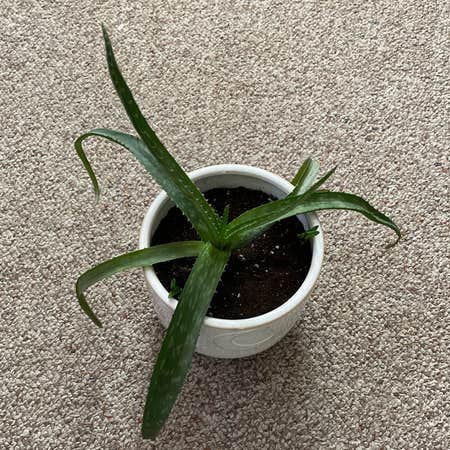 Photo of the plant species Aloe congdonii by Hannah named Monster Plant on Greg, the plant care app