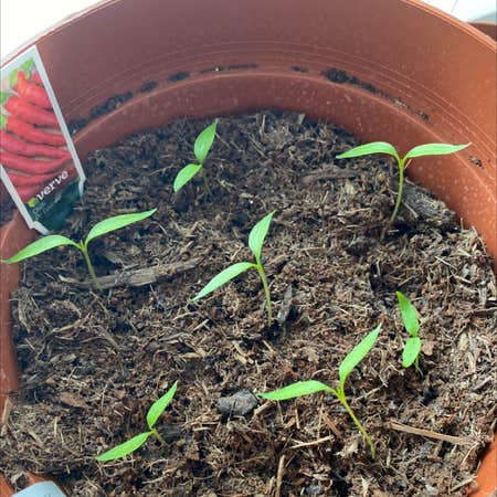 Photo of the plant species Cheyenne Chilli Pepper by Katiechannell named Willow on Greg, the plant care app