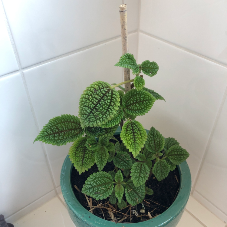 Friendship Plant (Pilea involucrata) in a pot with vibrant green leaves and textured foliage.