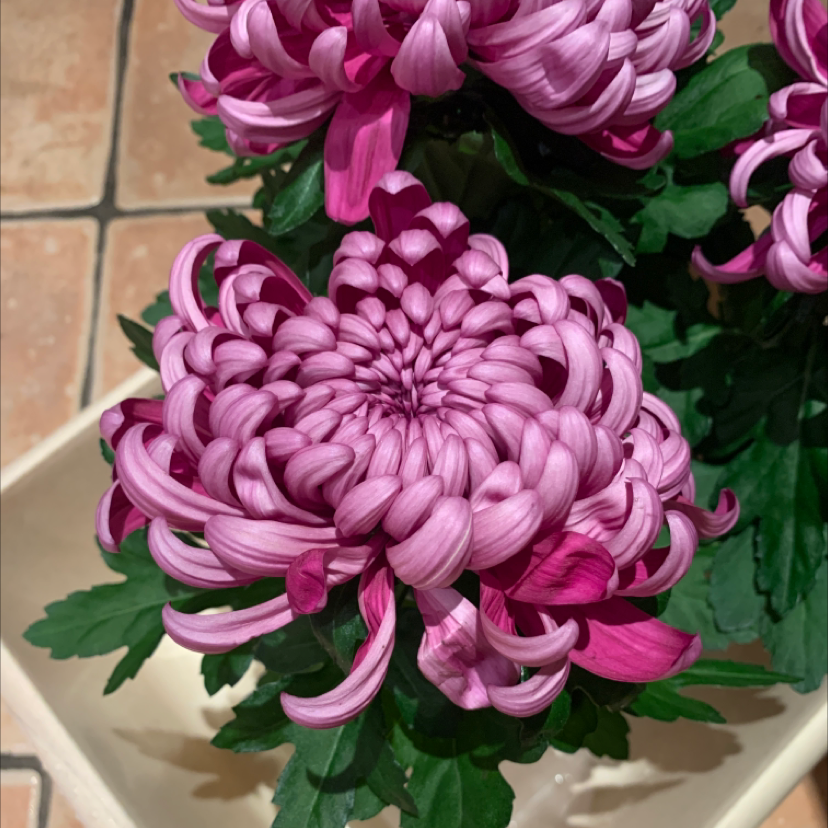 Well-focused image of a healthy Florist's Daisy with vibrant pink flowers.