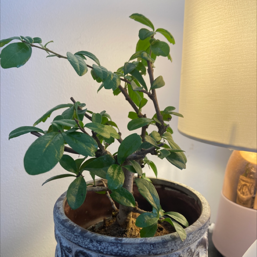 Healthy Chinese Elm bonsai tree in a gray ceramic pot, with dark green leaves and no signs of disease or damage.