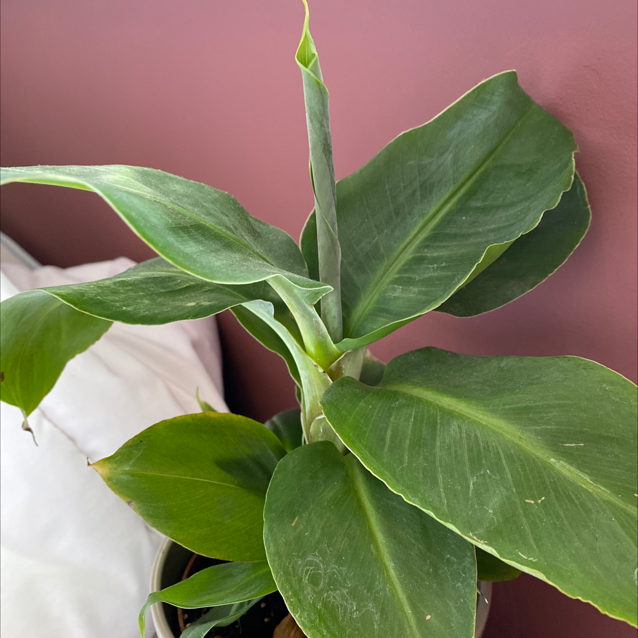 Photo of the plant species Banana by Devon named Peggy on Greg, the plant care app