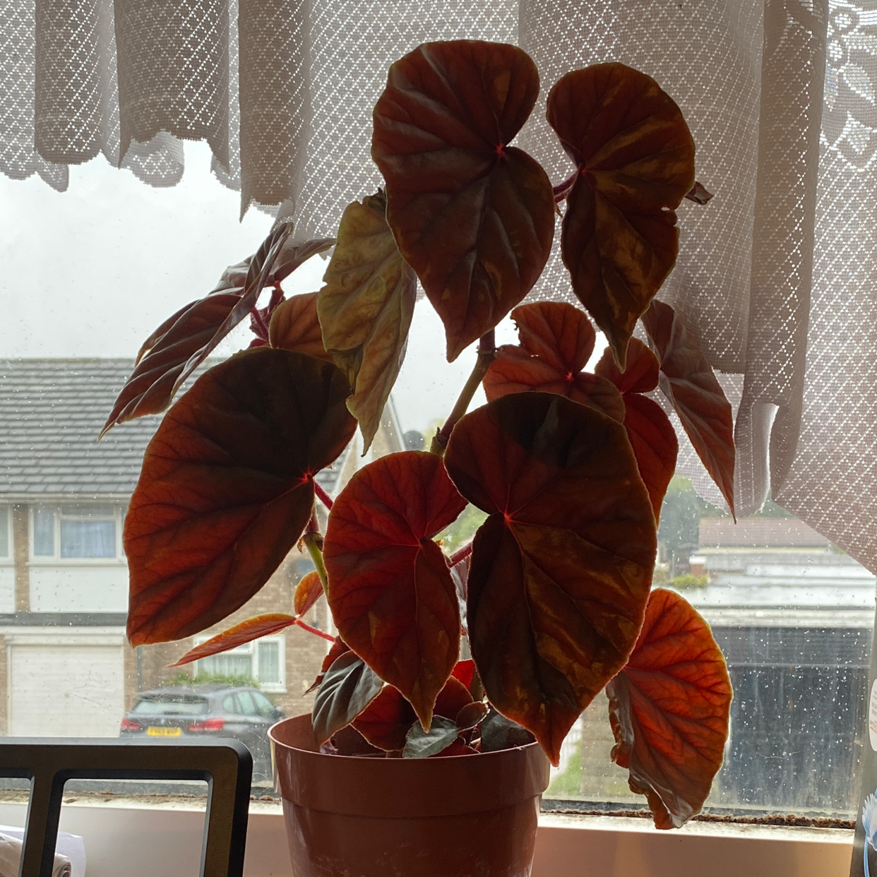 Angel Wing Begonia plant with reddish leaves and some yellowing and browning, placed on a windowsill.