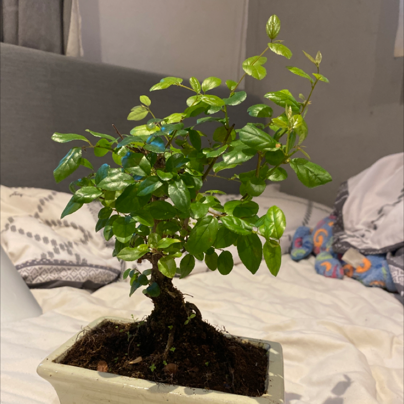 Healthy Arabian Jasmine bonsai in a white pot, with glossy green leaves and visible dark soil.