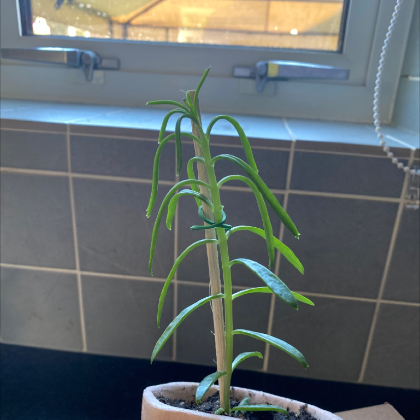 Healthy Kalanchoe daigremontiana (Mother of Millions) plant on a sunny windowsill, with green foliage and small plantlets growing on the leaf edges.