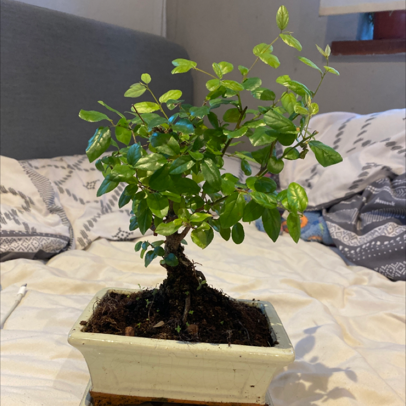 Healthy Arabian Jasmine plant with glossy green leaves in a white ceramic pot, soil visible.