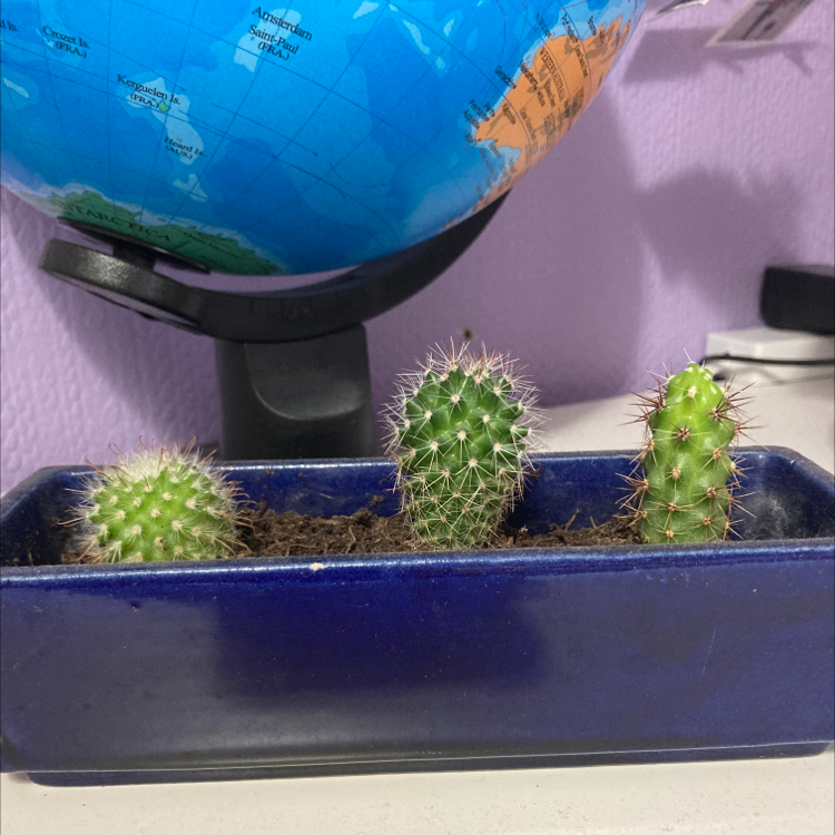 Simpson Hedgehog Cactus plant photo by @alexsoasis named Bob, Stuart & Kevin on Greg, the plant care app.