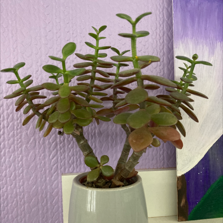 Lucky Plant plant photo by @alexsoasis named Sherlock on Greg, the plant care app.