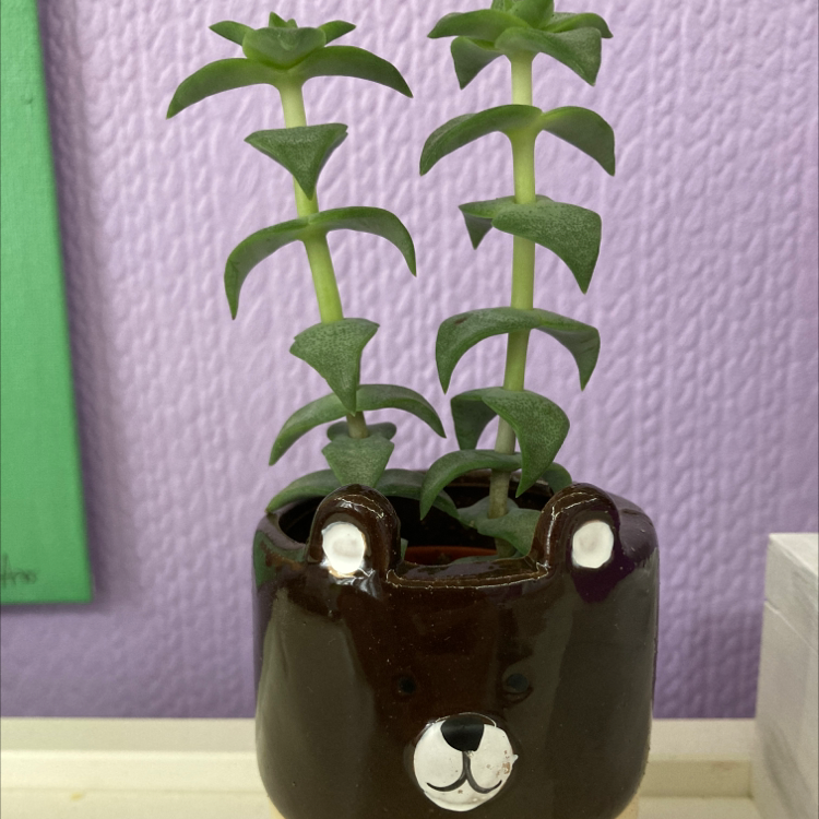 String of Buttons plant photo by @alexsoasis named Bear on Greg, the plant care app.