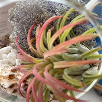 Blushing Bride Air Plant plant in Coventry, England