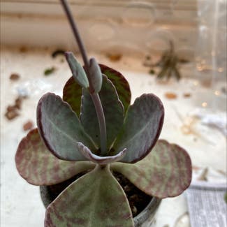Kalanchoe humilis plant in Coventry, England