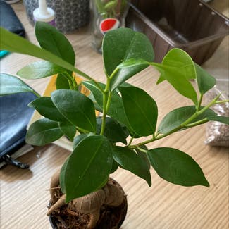 Ficus Ginseng plant in Coventry, England